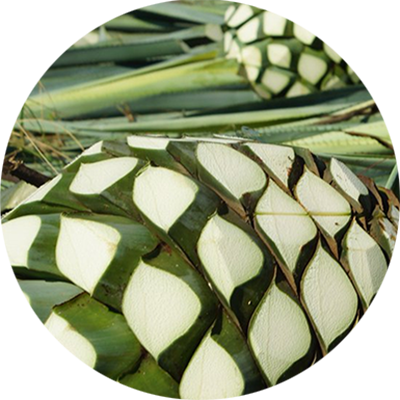 piña png